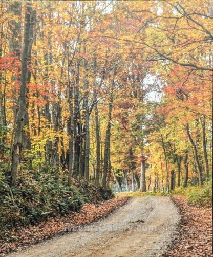 Fall road to beauty by Janet Haist